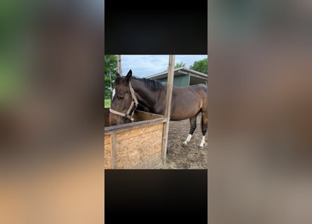 Piccolo Pony Tedesco, Giumenta, 3 Anni, 162 cm, Baio scuro