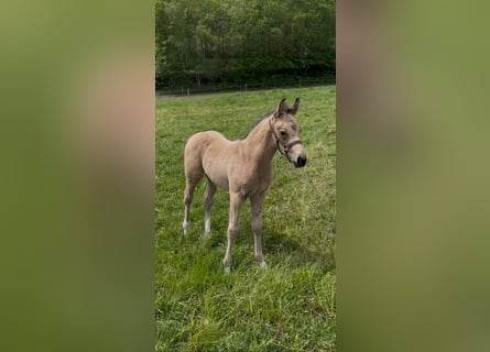 Piccolo Pony Tedesco, Stallone, Puledri (04/2026), 155 cm, Pelle di daino