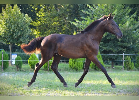 Pinto barroco, Caballo castrado, 1 año, 170 cm, Negro