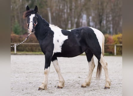 Pinto barroco, Caballo castrado, 3 años