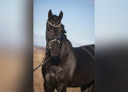 Pinto barroco, Caballo castrado, 4 años, 158 cm, Negro