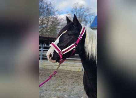 Pinto barroco, Caballo castrado, 4 años, 160 cm, Pío