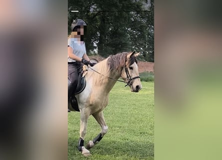 Pinto barroco, Caballo castrado, 5 años, 158 cm, Buckskin/Bayo
