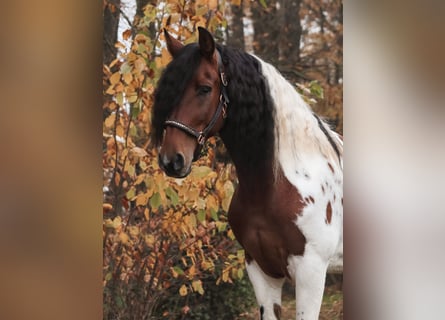Pinto barroco, Caballo castrado, 6 años, 162 cm, Pío