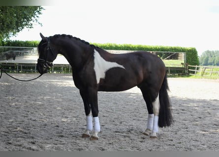 Pinto barroco, Caballo castrado, 6 años, 168 cm, Pío