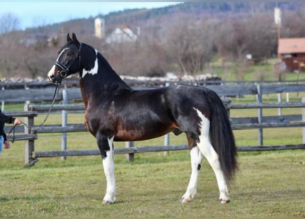 Pinto barroco, Caballo castrado, 8 años, 165 cm, Pío