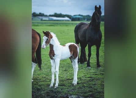 Pinto barroco, Semental, 1 año, Tobiano-todas las-capas