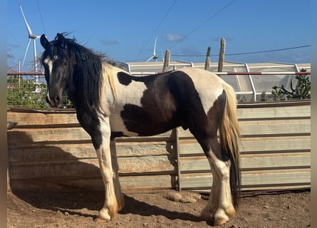 Pinto barroco, Semental, 3 años, 164 cm, Pío