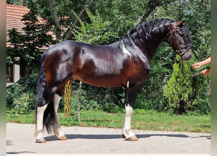 Pinto barroco Mestizo, Semental, 3 años, 165 cm, Pío