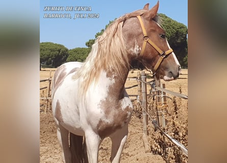 Pinto barroco Mestizo, Semental, 3 años, Pío