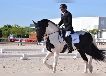 Pinto barroco, Semental, 4 años, 170 cm, Pío