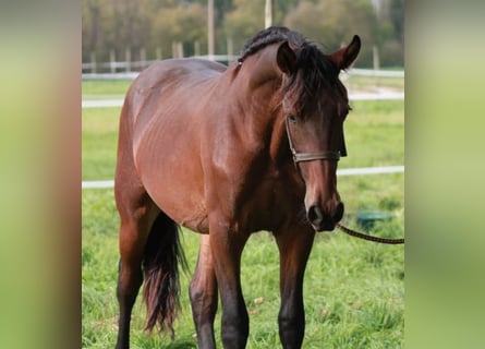 Pinto barroco, Semental, 4 años, Castaño