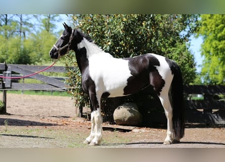 Pinto barroco, Yegua, 3 años, 160 cm