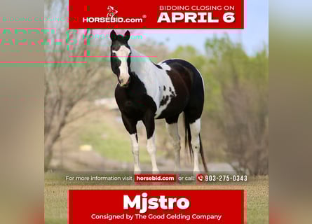 Pinto Horse, Castrone, 14 Anni, 157 cm, Pezzato