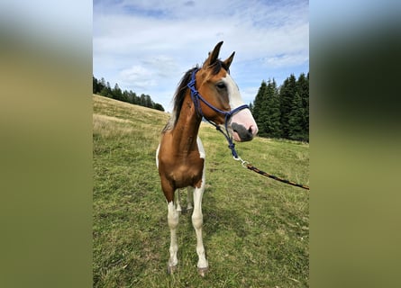 Pinto Horse Mix, Castrone, 2 Anni, 150 cm, Pezzato