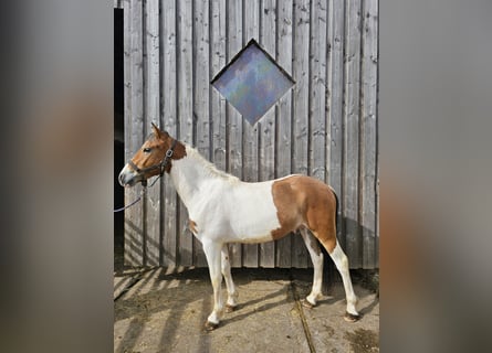 Pinto Horse Mix, Castrone, 2 Anni, 152 cm, Pezzato