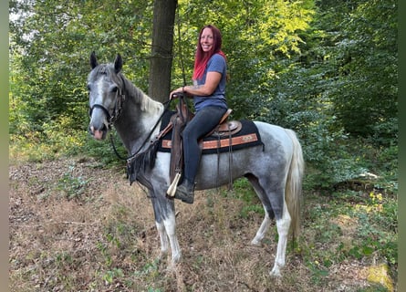 Pinto Horse, Castrone, 3 Anni, 150 cm, Pezzato