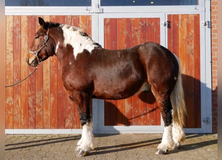 Pinto Horse Mix, Castrone, 3 Anni, 153 cm
