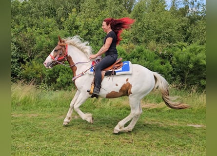 Pinto Horse, Castrone, 3 Anni, 160 cm, Pezzato