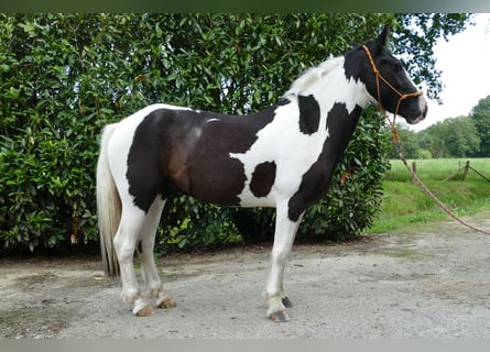 Pinto Horse, Castrone, 4 Anni, 141 cm, Pezzato