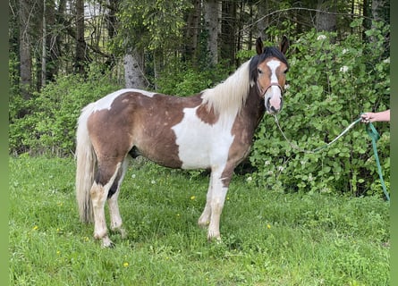 Pinto Horse, Castrone, 4 Anni, 152 cm, Tobiano-tutti i colori