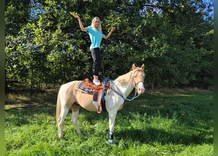 Pinto Horse, Castrone, 4 Anni, 154 cm, Pezzato