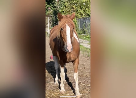 Pinto Horse, Castrone, 5 Anni, Pezzato