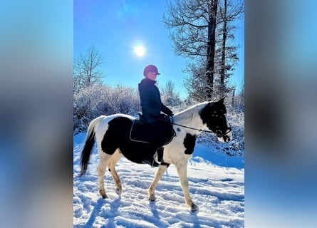 Pinto Horse, Castrone, 7 Anni, 154 cm, Pezzato