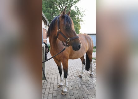 Pinto Horse, Giumenta, 10 Anni, 153 cm, Baio