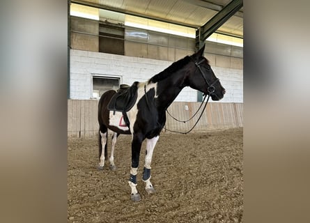 Pinto Horse, Giumenta, 11 Anni, 170 cm, Pezzato