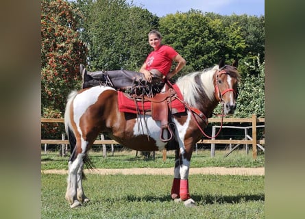 Pinto Horse, Giumenta, 12 Anni, 153 cm, Pezzato