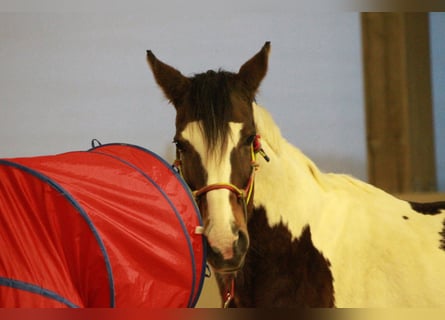 Pinto Horse, Giumenta, 17 Anni, 174 cm, Pezzato