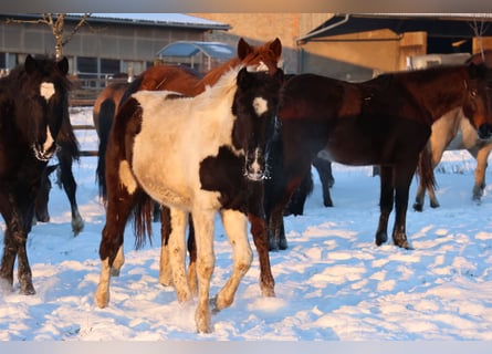 Pinto Horse Mix, Giumenta, 1 Anno, 152 cm