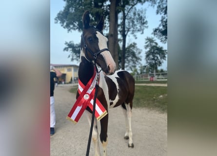 Pinto Horse, Giumenta, 1 Anno, 167 cm, Pezzato