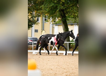 Pinto Horse, Giumenta, 1 Anno, 168 cm, Pezzato