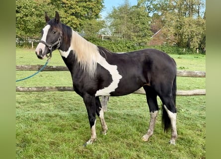 Pinto Horse, Giumenta, 2 Anni, 158 cm, Pezzato