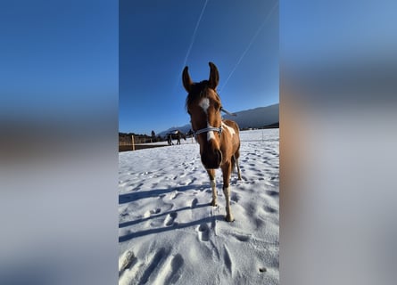 Pinto Horse Mix, Giumenta, 3 Anni, 145 cm, Pezzato