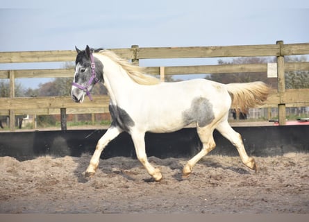 Pinto Horse, Giumenta, 3 Anni, Pezzato