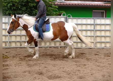 Pinto Horse Mix, Giumenta, 4 Anni, 155 cm, Pezzato