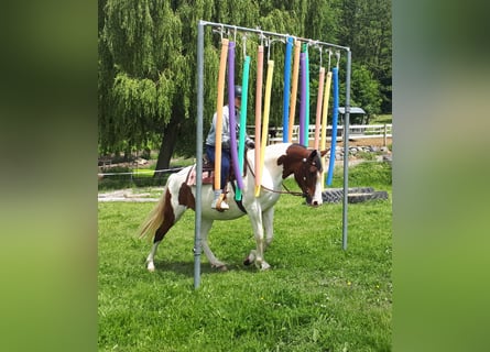 Pinto Horse, Giumenta, 5 Anni, 157 cm, Pezzato