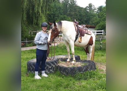 Pinto Horse, Giumenta, 5 Anni, 157 cm, Pezzato