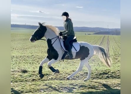 Pinto Horse, Giumenta, 6 Anni, 150 cm, Pezzato