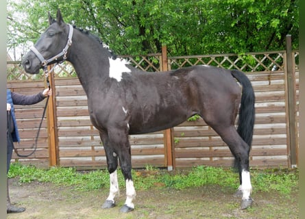 Pinto Horse, Giumenta, 6 Anni, 164 cm