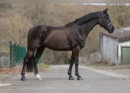 Pinto Horse, Giumenta, 6 Anni, 166 cm, Morello