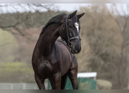 Pinto Horse, Giumenta, 6 Anni, 166 cm, Morello