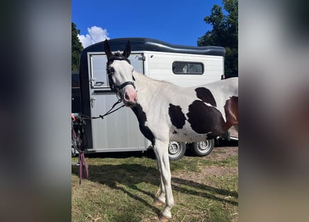 Pinto Horse, Giumenta, 6 Anni, Pezzato