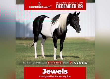 Pinto Horse, Giumenta, 9 Anni, 142 cm, Pezzato