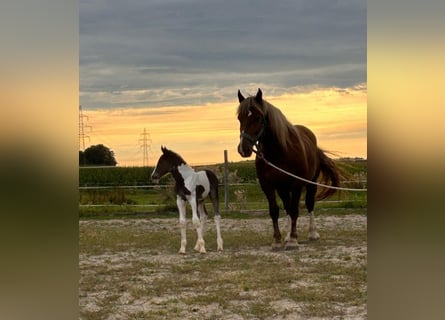 Pinto Horse Mix, Giumenta, Puledri (08/2024), 160 cm, Pezzato