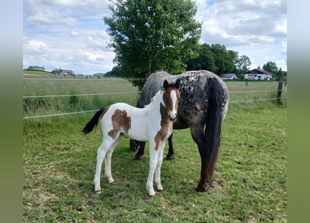 Pinto Horse Mix, Giumenta, Puledri (05/2026), 160 cm, Pezzato
