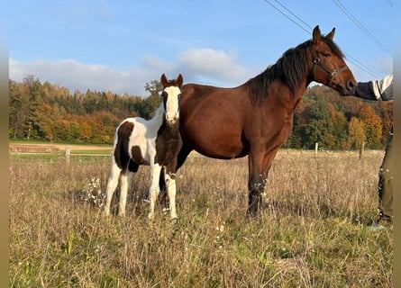 Pinto Horse Mix, Stallone, 1 Anno, 148 cm, Pezzato